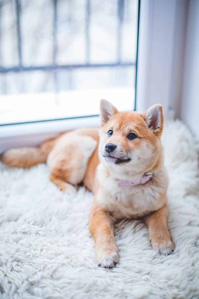 Cute Shiba Inu puppy resting on a soft white rug in a cozy indoor setting.