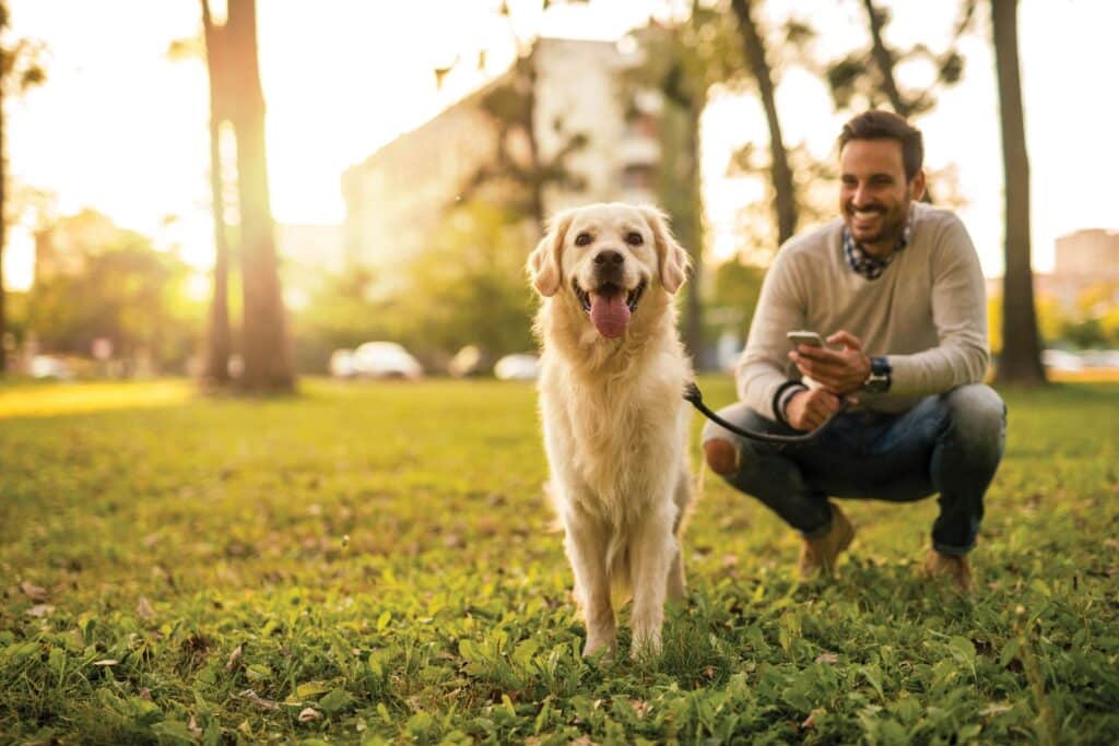 A golden retriever on a leash stands on grass, with a man squatting in the background holding a smartphone. Trees and buildings are visible under a bright sky.